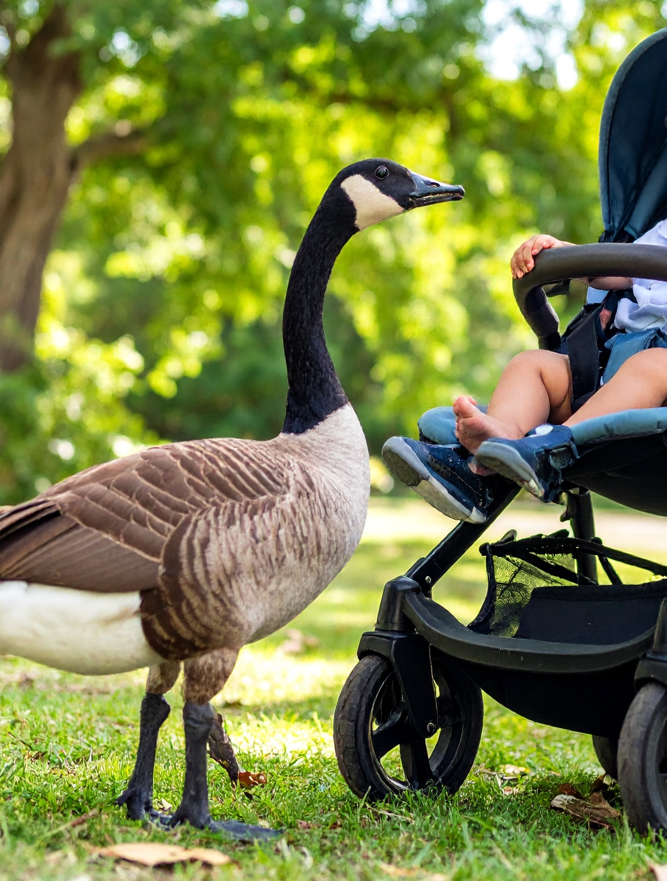 Firefly_goose threatening a toddler’s stroller in a park 881093